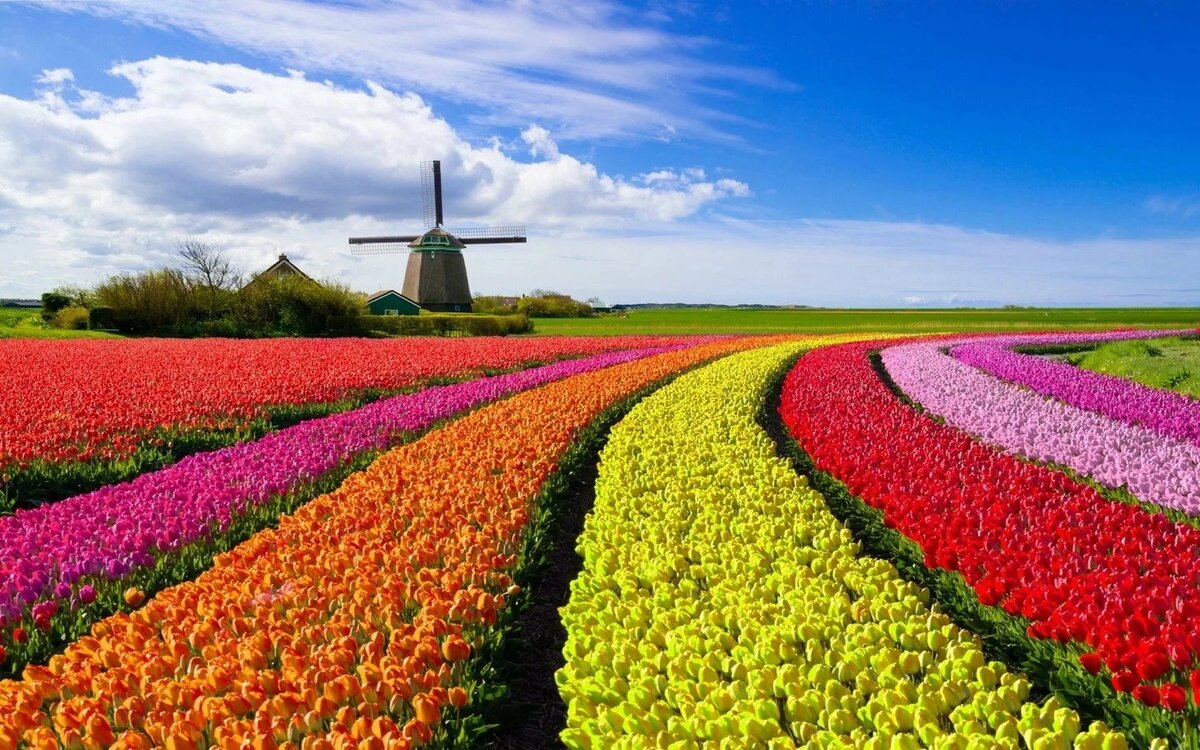 Цветочное великолепие Голландии
